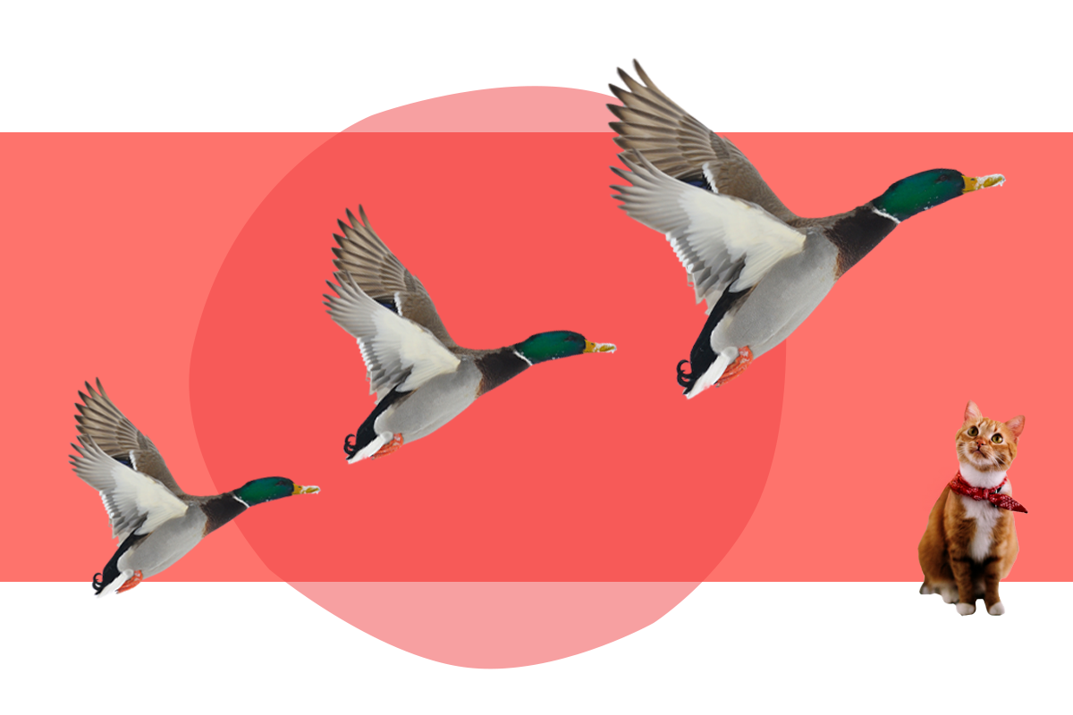 Three mallards flying against a coral background to illustrate a migration.